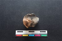 梅花鹿骨藏品圖，第3張