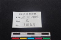 梅花鹿骨藏品圖，第3張
