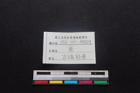 梅花鹿骨藏品圖，第3張