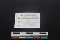 梅花鹿骨藏品圖，第3張