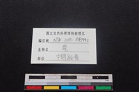梅花鹿骨藏品圖，第3張