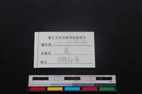 梅花鹿骨藏品圖，第3張