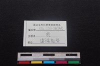 梅花鹿骨藏品圖，第3張