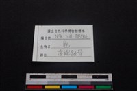 梅花鹿骨藏品圖，第3張