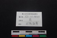 梅花鹿骨藏品圖，第3張