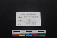 梅花鹿骨藏品圖，第3張