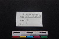 梅花鹿骨藏品圖，第3張