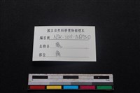 梅花鹿骨藏品圖，第3張