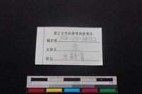 梅花鹿骨藏品圖，第3張