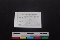 梅花鹿骨藏品圖，第3張