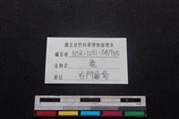 梅花鹿骨藏品圖，第3張