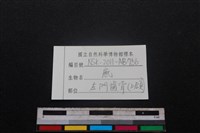 梅花鹿骨藏品圖，第3張