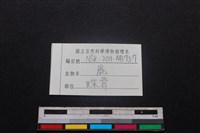 梅花鹿骨藏品圖，第3張