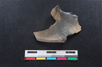 梅花鹿骨藏品圖，第2張