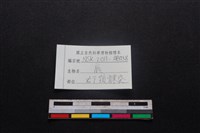 梅花鹿骨藏品圖，第3張