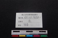 梅花鹿骨藏品圖，第3張