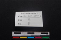 梅花鹿骨藏品圖，第3張