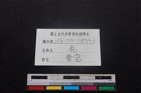 梅花鹿骨藏品圖，第3張