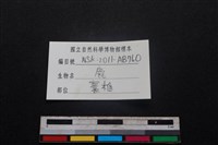 梅花鹿骨藏品圖，第3張