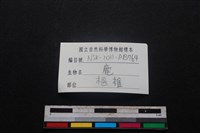 梅花鹿骨藏品圖，第3張