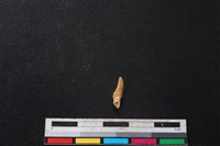 梅花鹿骨藏品圖，第1張