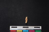 梅花鹿骨藏品圖，第2張