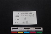 梅花鹿骨藏品圖，第3張
