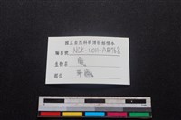 梅花鹿骨藏品圖，第3張