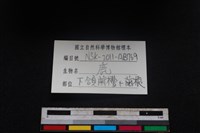 梅花鹿骨藏品圖，第4張