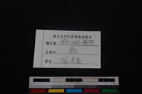 梅花鹿骨藏品圖，第3張