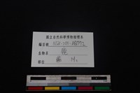 梅花鹿骨藏品圖，第3張