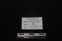 梅花鹿骨藏品圖，第3張