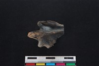 梅花鹿骨藏品圖，第1張