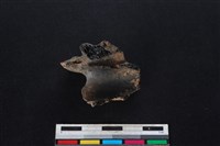 梅花鹿骨藏品圖，第2張