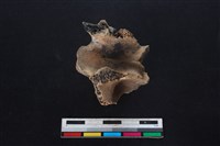 梅花鹿骨藏品圖，第1張