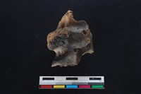 梅花鹿骨藏品圖，第2張