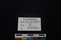梅花鹿骨藏品圖，第3張