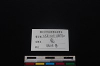 梅花鹿骨藏品圖，第4張