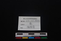 梅花鹿骨藏品圖，第4張