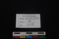 梅花鹿骨藏品圖，第3張