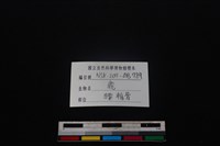 梅花鹿骨藏品圖，第3張
