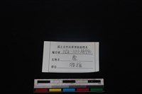 梅花鹿骨藏品圖，第3張