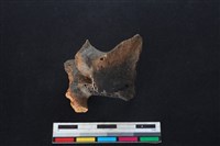 梅花鹿骨藏品圖，第2張