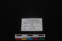梅花鹿骨藏品圖，第3張
