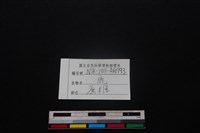 梅花鹿骨藏品圖，第3張