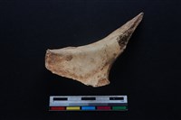 梅花鹿骨藏品圖，第1張