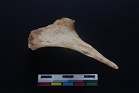 梅花鹿骨藏品圖，第2張