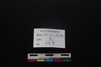 梅花鹿骨藏品圖，第3張