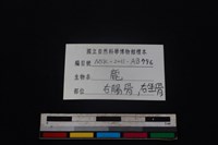 梅花鹿骨藏品圖，第3張