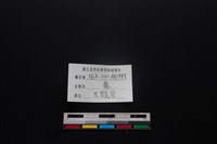 梅花鹿骨藏品圖，第3張